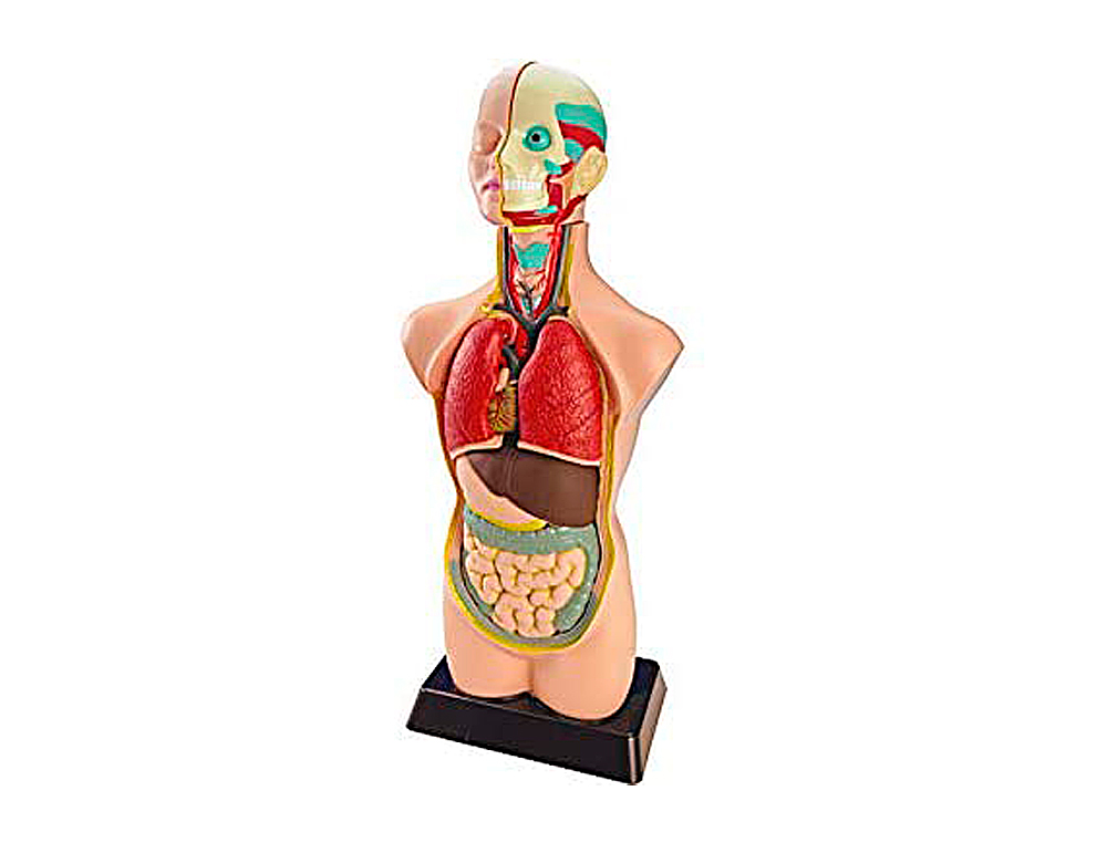 JUEGO MINILAND ANATOMIA HUMANA 11 PIEZAS 50 CM